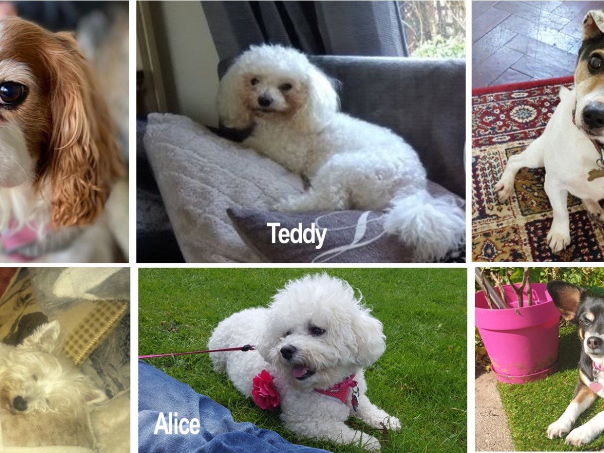 In Praise of Senior&nbsp;Dogs