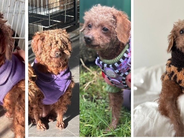 The Dog Who Changed Everything: My Journey to China and&nbsp;Back